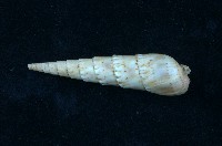 藏品(花牙筍螺)的圖片